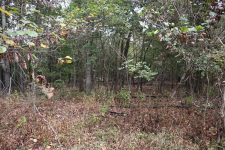 Ozarks Acreage With Creek & Spring For Sale Near Salem Arkansas - image 22