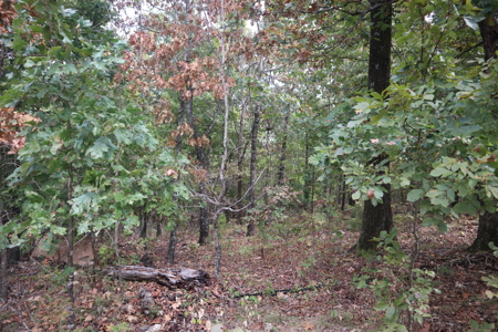 Ozarks Acreage With Creek & Spring For Sale Near Salem Arkansas - image 26