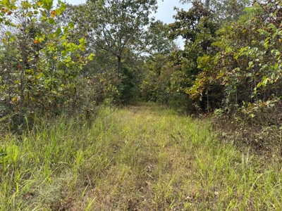 Ozarks Acreage With Creek & Spring For Sale Near Salem Arkansas - image 42