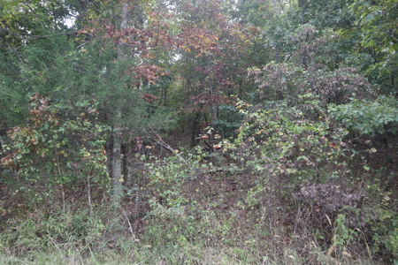 Ozarks Acreage With Creek & Spring For Sale Near Salem Arkansas - image 15