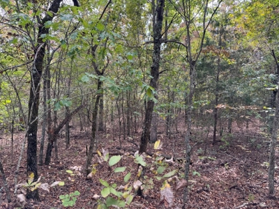 Ozarks Acreage With Creek & Spring For Sale Near Salem Arkansas - image 44