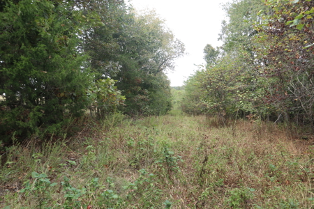 Ozarks Acreage With Creek & Spring For Sale Near Salem Arkansas - image 20
