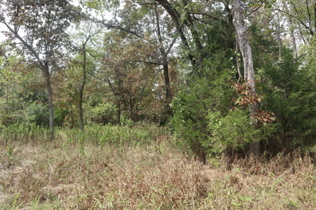 Ozarks Acreage With Creek & Spring For Sale Near Salem Arkansas - image 6