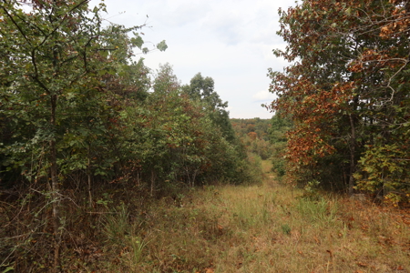 Ozarks Acreage With Creek & Spring For Sale Near Salem Arkansas - image 33