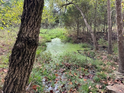 Ozarks Acreage With Creek & Spring For Sale Near Salem Arkansas - image 3