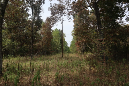 Ozarks Acreage With Creek & Spring For Sale Near Salem Arkansas - image 8