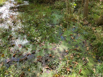 Ozarks Acreage With Creek & Spring For Sale Near Salem Arkansas - image 47