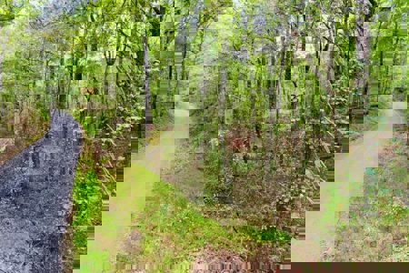 Land for Sale in Prentiss County MS Near Booneville and Marietta - image 6