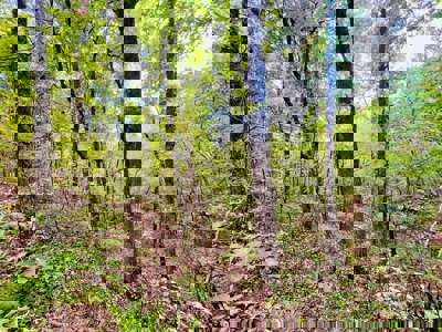 Land for Sale in Prentiss County MS Near Booneville and Marietta - image 8