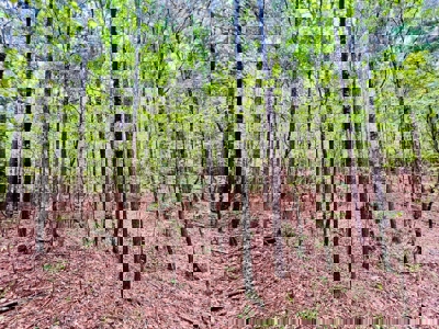 Land for Sale in Prentiss County MS Near Booneville and Marietta - image 17