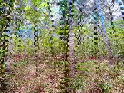 Land for Sale in Prentiss County MS Near Booneville and Marietta - image 13