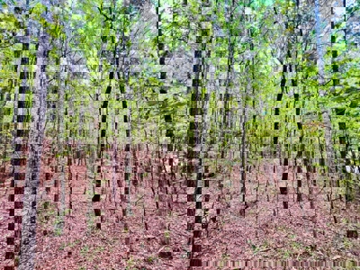 Land for Sale in Prentiss County MS Near Booneville and Marietta - image 10