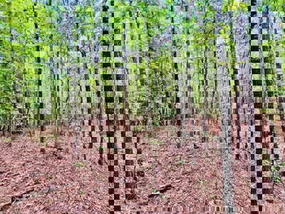 Land for Sale in Prentiss County MS Near Booneville and Marietta - image 5