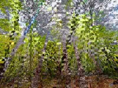 Land for Sale in Prentiss County MS Near Booneville and Marietta - image 11