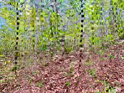 Land for Sale in Prentiss County MS Near Booneville and Marietta - image 15