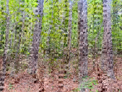 Land for Sale in Prentiss County MS Near Booneville and Marietta - image 4