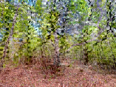 Land for Sale in Prentiss County MS Near Booneville and Marietta - image 7