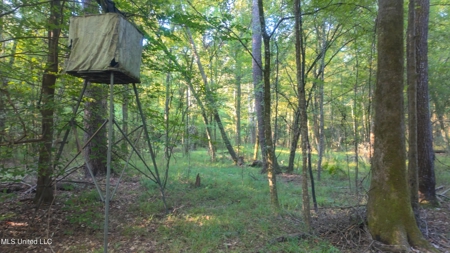 30 Acre Amite River Hunting Tract Amite County MS - image 2