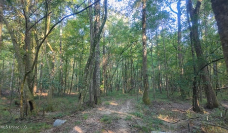 30 Acre Amite River Hunting Tract Amite County MS - image 8