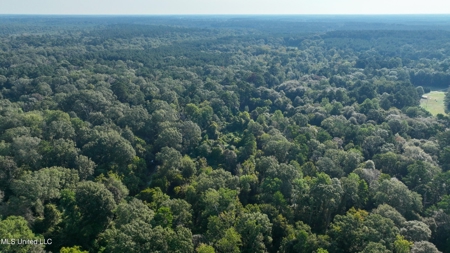 30 Acre Amite River Hunting Tract Amite County MS - image 9