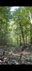 Land For Sale In Ozark Mountains Of Arkansas - image 9