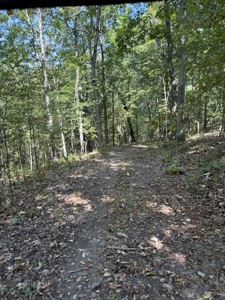 Land For Sale In Ozark Mountains Of Arkansas - image 7