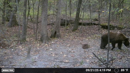Land For Sale In Ozark Mountains Of Arkansas - image 13