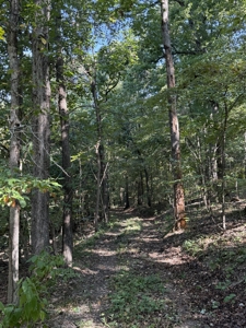 Land For Sale In Ozark Mountains Of Arkansas - image 5