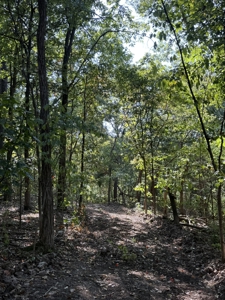 Land For Sale In Ozark Mountains Of Arkansas - image 4