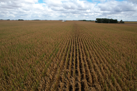 Webster County Iowa Farmland Auction - image 22
