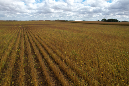 Webster County Iowa Farmland Auction - image 23