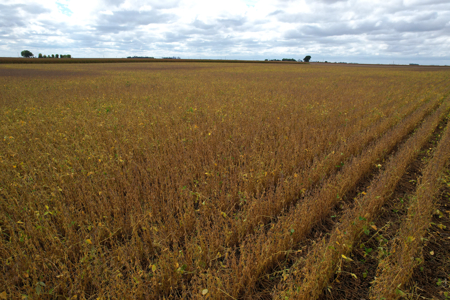 Webster County Iowa Farmland Auction - image 25