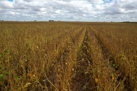 Webster County Iowa Farmland Auction - image 8
