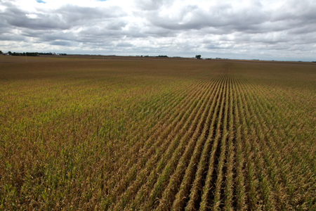 Webster County Iowa Farmland Auction - image 24