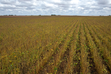 Webster County Iowa Farmland Auction - image 32