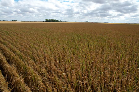 Webster County Iowa Farmland Auction - image 7