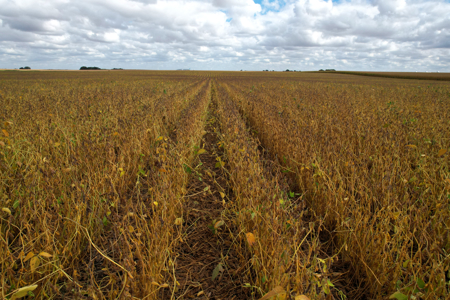Webster County Iowa Farmland Auction - image 5