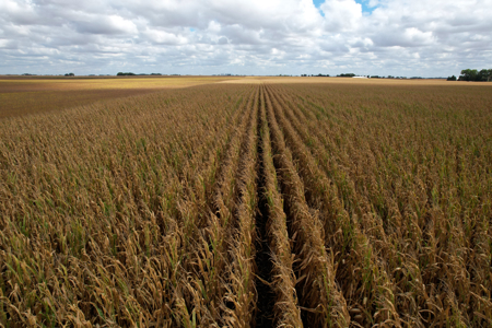 Webster County Iowa Farmland Auction - image 27