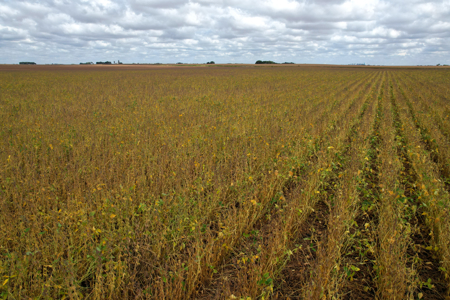 Webster County Iowa Farmland Auction - image 12