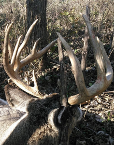 Monroe County, Iowa Hunting & Investment Farm - image 11