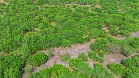 11 Acres Near Lake Corpus Christi – Build, Farm, or Ranch  200-Ch - image 7