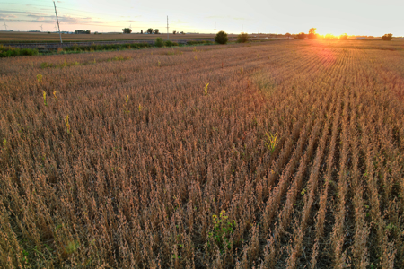 Greene County Iowa Farmland Auction - image 16