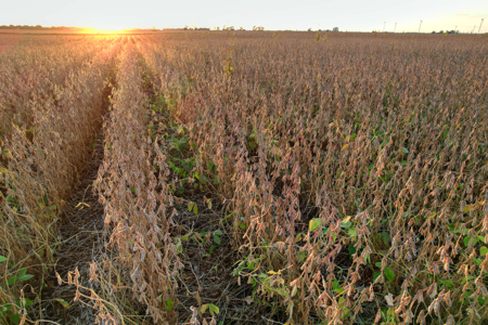 Greene County Iowa Farmland Auction - image 10