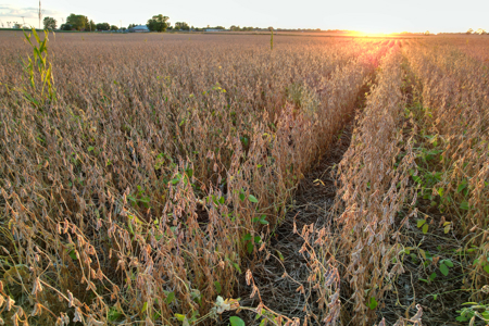 Greene County Iowa Farmland Auction - image 12