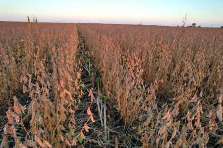 Greene County Iowa Farmland Auction - image 21
