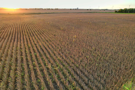 Greene County Iowa Farmland Auction - image 9