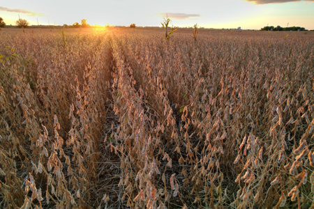 Greene County Iowa Farmland Auction - image 6