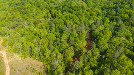 Large Land Tract for Sale in Moravian Falls NC! - image 12
