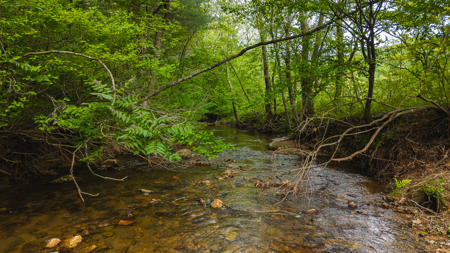 Large Land Tract for Sale in Moravian Falls NC! - image 45