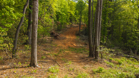 Large Land Tract for Sale in Moravian Falls NC! - image 29